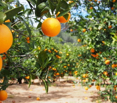 Les arbres fruitiers